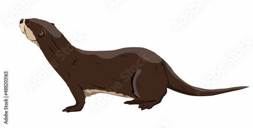 Eurasian otter Lutra lutra looks up. The Eurasian river otter. Wild semiquatic mammal of Eurasia. realistic vector animal