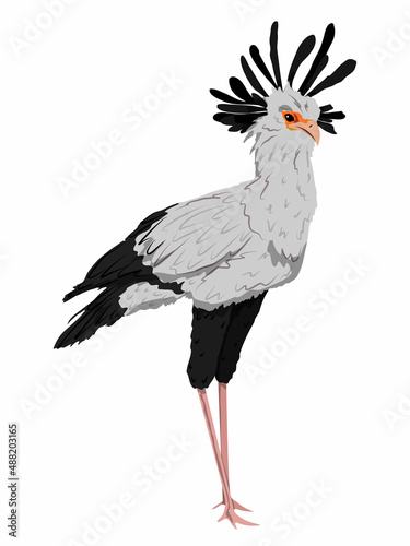 The secretary bird Sagittarius serpentarius stands with its feathers spread on its head. Wild birds of Africa. realistic vector 