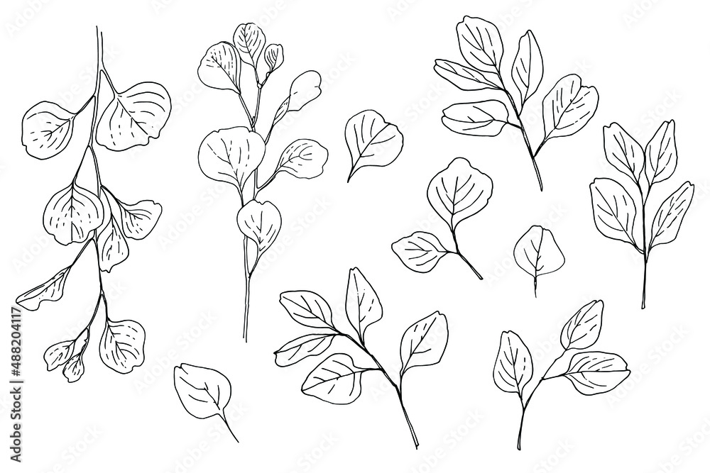 Flowers vector line drawing. Eucalyptus drawn by a black line on a white background. Flowers vector line drawing. Eucalyptus drawn by a black line on a white background.