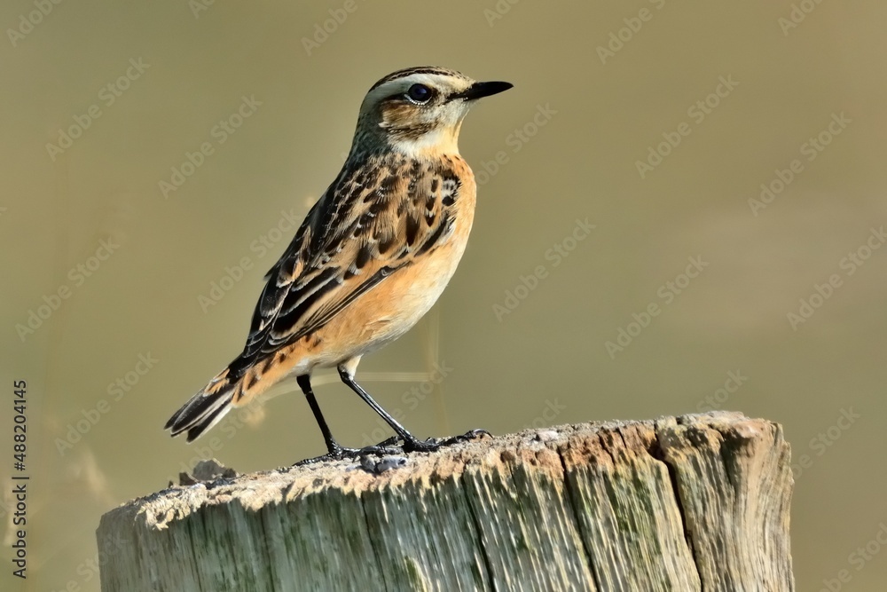 Ein weibliches Braunkehlchen (Saxicola rubetra) auf einem Zaunpfahl. Ein weibliches Braunkehlchen (Saxicola rubetra) auf einem Zaunpfahl.