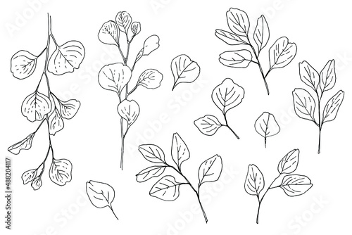 Flowers vector line drawing. Eucalyptus drawn by a black line on a white background. 
