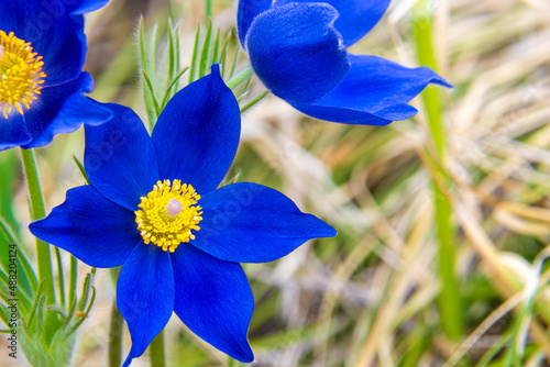 contrasting flowers of Pulsatilla pratensis dark blue with central part of bright yellow, attract insects - pollinators photo