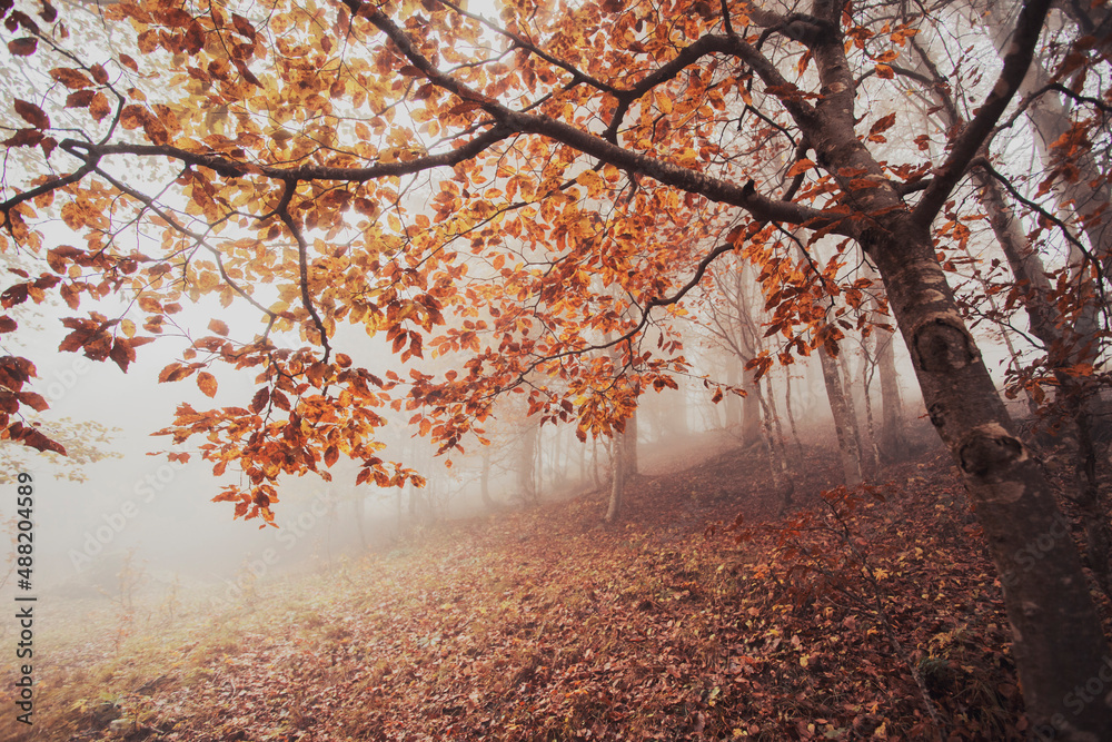 Fototapeta premium autumn in the forest