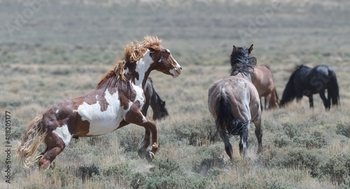Wild Mustang Horses in Colorado's Sandwash Basin photo