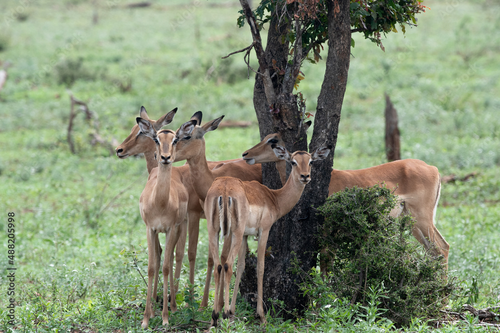 Fototapeta premium Impala in Kruger
