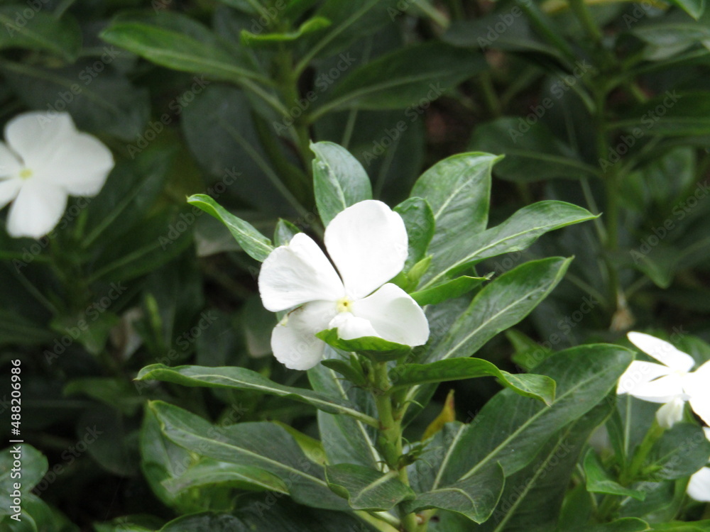 Obraz premium white flowers in the garden