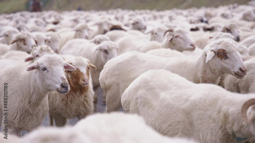 A flock of sheep walking closely on a road in rural Georgia. Close up, slow motion. A flock of sheep walking closely on a road in rural Georgia. Close up, slow motion.