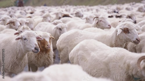 A flock of sheep walking closely on a road in rural Georgia. Close up, slow motion. 