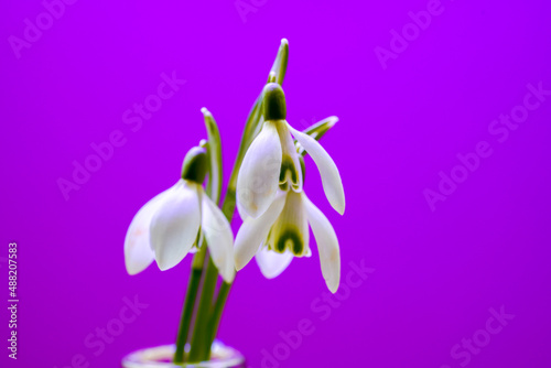 Snowdrops, Galanthus picked in spring and photographed in the studio