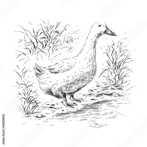 duck hand drawing sketch engraving illustration style