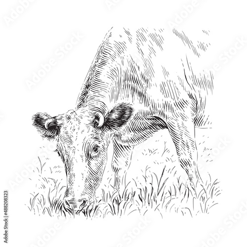 cow is standing nibbling grass sketch engraving illustration style