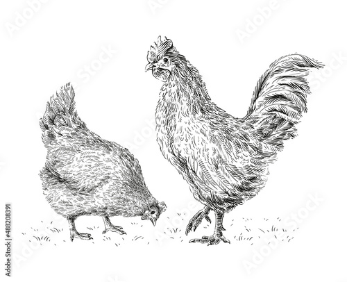 chicken and rooster hand drawing sketch engraving illustration style