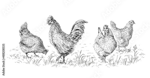 chicken and rooster hand drawing sketch engraving illustration style