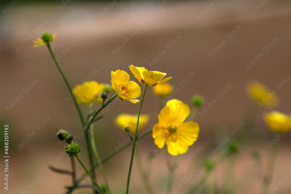nahaufnahme einer gelb blühenden Blume