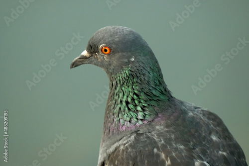 Freedom pigeon is very beautiful color decorate in nature.