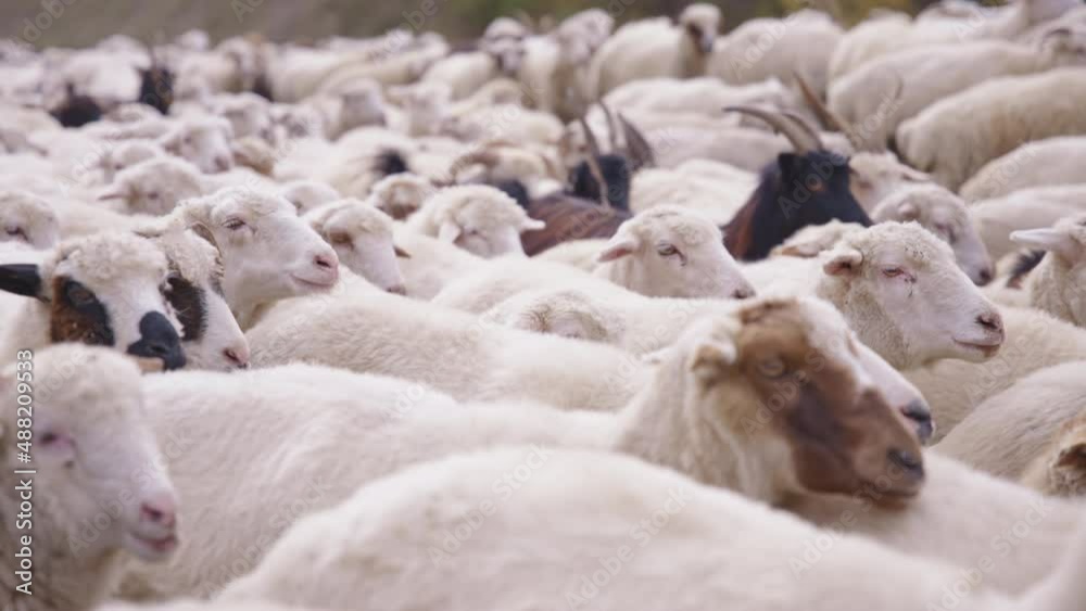 Sheep and goats walking on a road in rural Georgia. Close up, slow motion. Sheep and goats walking on a road in rural Georgia. Close up, slow motion.