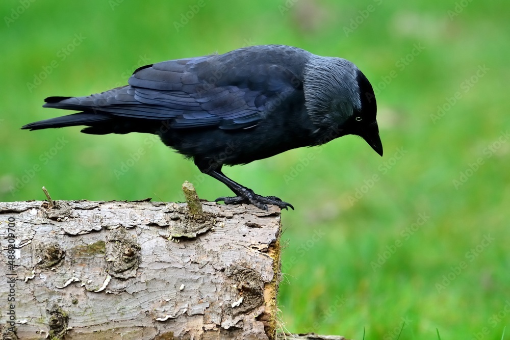 Naklejka premium Eine Dohle (Corvus monedula) auf einem Stamm.