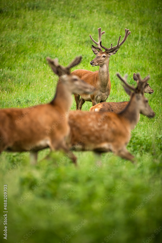 Fallow deer wild ruminant mammal on pasture in summer Fallow deer wild ruminant mammal on pasture in summer