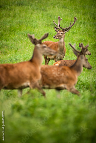 Fototapeta Naklejka Na Ścianę i Meble -  Fallow deer wild ruminant mammal on pasture in summer