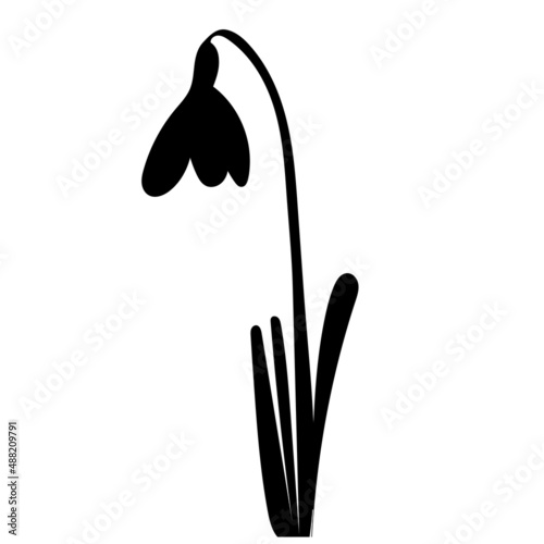 snowdrop black silhouette on white background, isolated vector