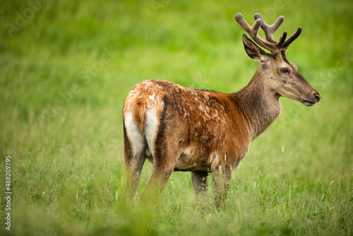Wallpaper Mural Fallow deer wild ruminant mammal on pasture in summer Torontodigital.ca