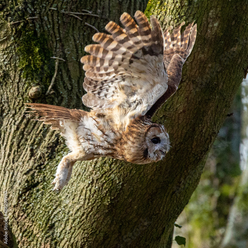 Tawny owl in flight
