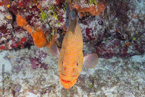 A tiger grouper surveys the reef for food and/or danger. This predator has an important role in balancing the ecosystem underwater in the tropics photo