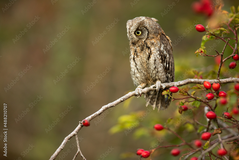 Obraz premium Eurasian scops owl (Otus scops) - Small scops owl on a branch in autumnal forest
