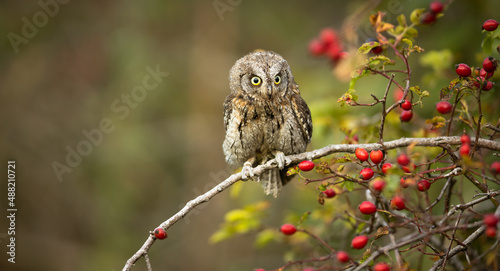 Eurasian scops owl (Otus scops) - Small scops owl on a branch in autumnal forest photo