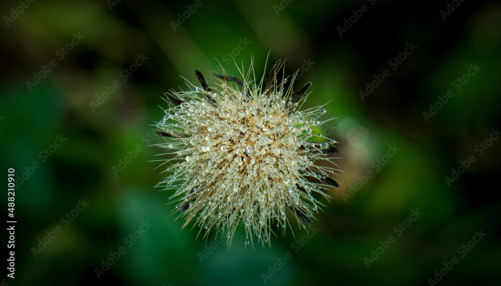 Morning dew caught on a thistle seed head Morning dew caught on a thistle seed head