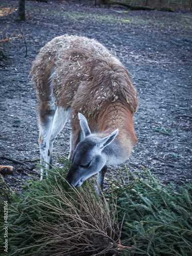 Young guanaco grazing on spruce tree branches, Wroclaw Zoological Garden, Poland. 
  photo