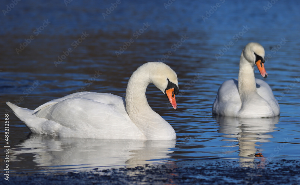 Fototapeta premium Mute swan