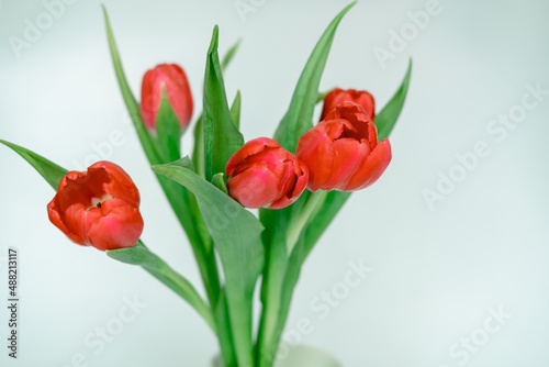 bouquet of red tulips on a white background