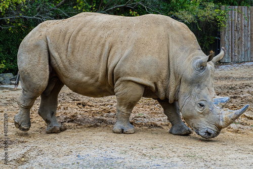 A rhinoceros casually strolls in its enclosure.