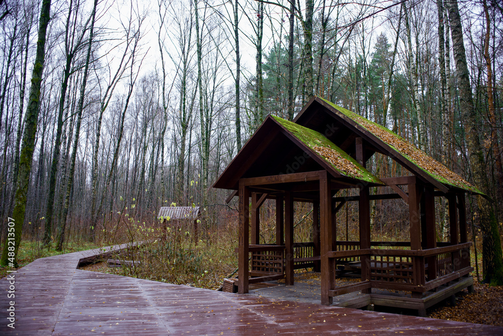 Autumn dull forest