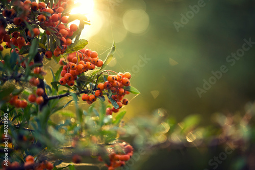 orange berries on green bacgkround detail