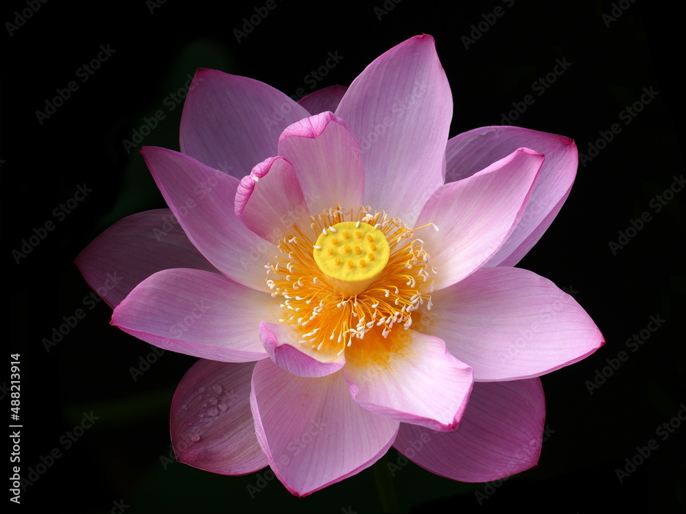 蓮の花 蓮の花