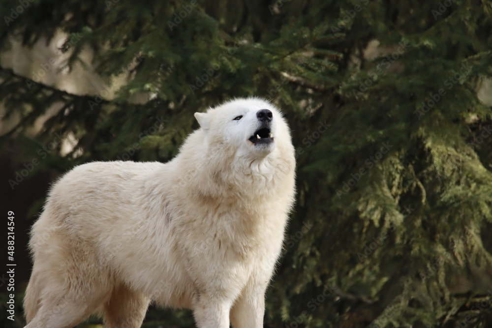 Fototapeta premium loup