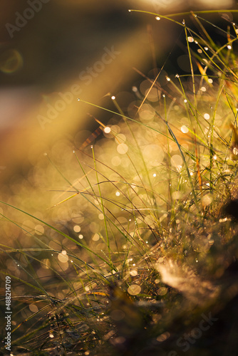 dew on the grass an autumn morning with blurred background