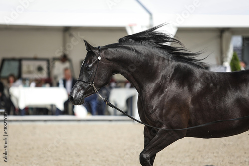 Black arabian horse photo