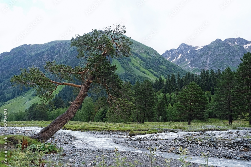 Mountains with river and big pine tree, natural background. atmosphere summer landscape. trip, journey, hiking, adventure concept.Caucasus mountains, Karachay-Cherkess Republic. Arkhyz district