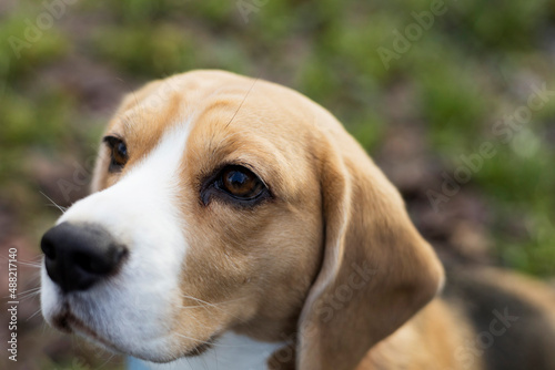 A Beagle dog looks thoughtfully into the distance.