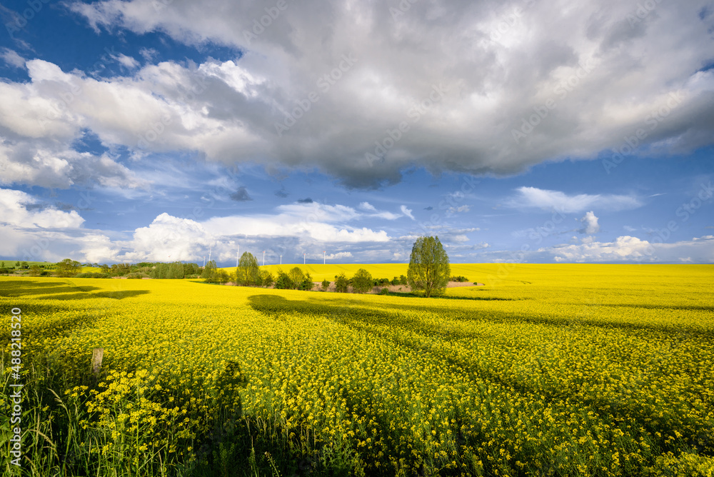 Fototapeta premium Rapsfeld in der Uckermark