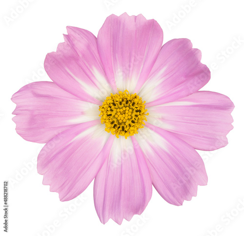 cosmos flower isolated