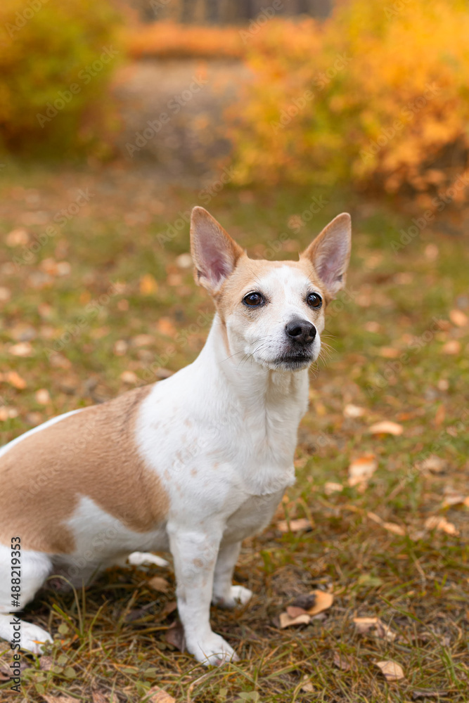 Jack Russell terrier. Thoroughbred dog in the garden autumn time. Pets