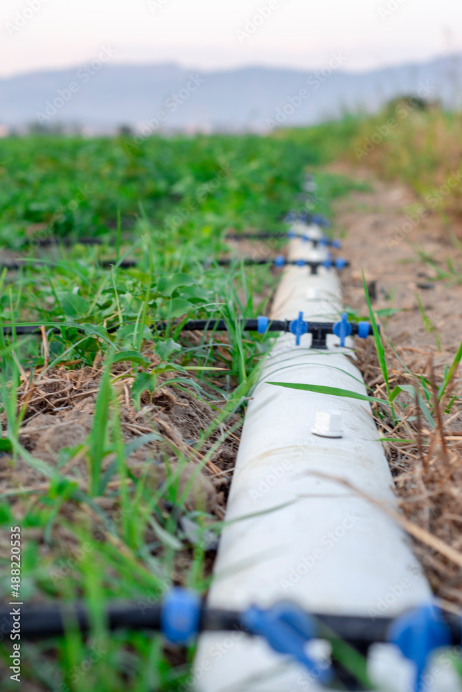 Obraz premium Drip irrigation system. Saving drip irrigation system used in field irrigation.