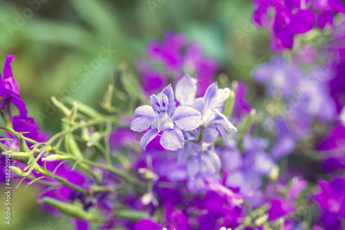 Wild purple flowers of Delphinium consolida  Consolida orientalis in a park flowerbed. Weed. Treatment plant. landscape design. Flora of Ukraine.