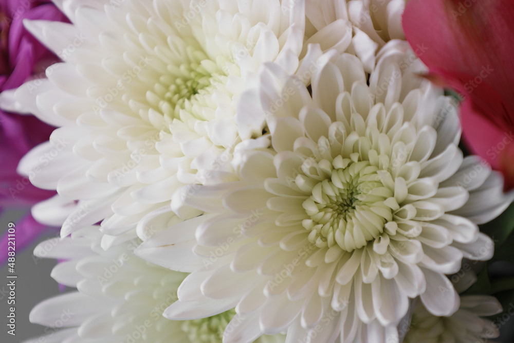 Spring dahlia and daisy flower bouquet Spring dahlia and daisy flower bouquet
