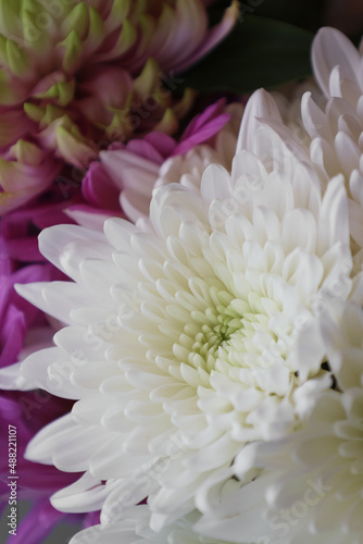 Spring dahlia and daisy flower bouquet