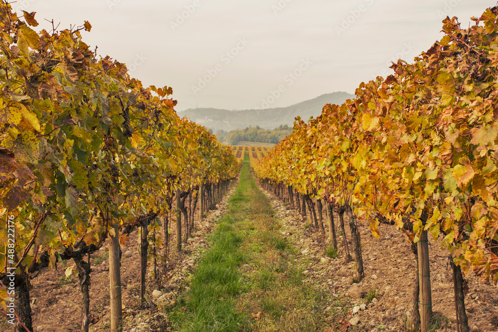 landscape of a vineyard in autumn foliage and foggy background